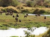 Safari Experiences Tanzania