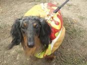 Pets Parade Colorful Costumes Your Furry Friends