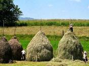 Romanian Haystack