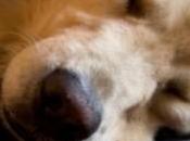 Basic Dogs Routine Care