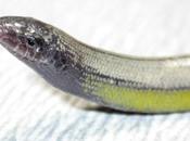 Four Legless Lizard Species Found