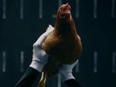 Mercedes Chicken Commercial