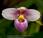 Paphiopedilum Slipper Orchids