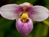 Paphiopedilum Slipper Orchids