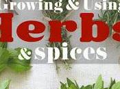 Spicing Herb Garden