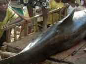 Researchers: Sonar Mapping Near Madagascar Killed Whales