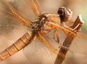Arizona Damselflies Dragonflies Status Update