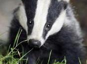 Police Make Assault Arrest After Badger Cull Clash