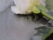 Video: Sriram "Superstar"