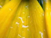 MACRO MONDAY Rudbeckia