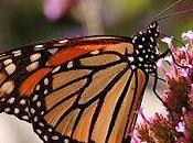 Planning Planting Monarchs