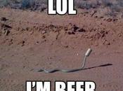 Day: Beer Drinking Snake?
