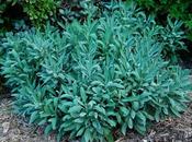 Gone Potty Over Herbs