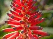 Aloe Nyeriensis