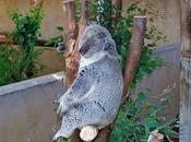 Saturday Snapshot: Koalas Love