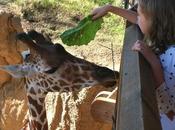 Discover Animal Dallas