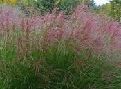 Blooming Miscanthus