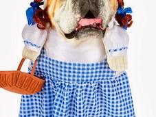 CUTEST Halloween COSTUMES DOGS 2013!