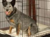 Make Your Dog’s Crate Favorite Place