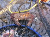 Crab Fishing, 2012′s Catch 2013