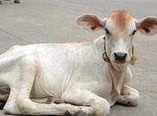 Triplicane ஸ்ரீபார்த்தசாரதி எம்பெருமானின் திருவல்லிக்கேணி வீதி தனிலே