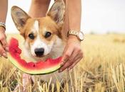 Dogs Watermelon? Must Read Before Feeding!