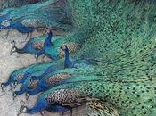 Inspirational Art: Hundreds Peacocks Gorgeous Plumes Warwick Goble