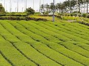 Osulloc Museum, Jeju-Do, Korea Photography Illustrates Beauty