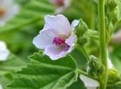 Marshmallow Root (Althaea Officinalis): Benefits, Dosage Side Effects