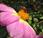Lovelace
