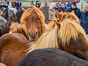 Annual Horse Roundup Sauðárkrókúr