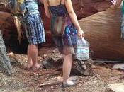 Messages from Trees That Fall