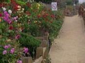 Walk Instead Breast Cancer