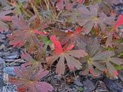 Perennials Have Fall Color