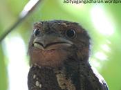Frogmouth!