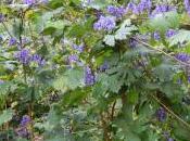 Plant Week: Aconitum Hemsleyanum