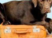 Pets Travel: Make Traveling with Your Hassle-Free Experience