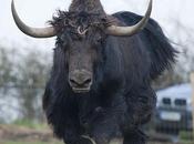 Yaks ..... ........... Yows Avarice Mankind