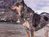 False Facts About Dogs Forever Believed Were True