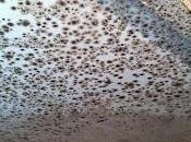 Prevent Mold During Construction