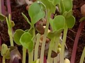Product Review Getting People Growing Micro Greens