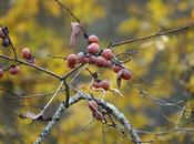 November Scenes