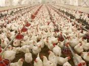 Rivers Poultry Farmers Lament Unusual Illness Kills Birds