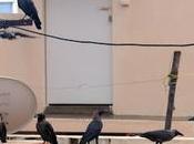 Feeding Frenzy Pigeons Home