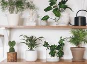 Take Better Care Your Indoor Plants