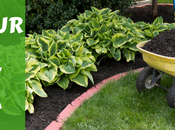 Should Mulch Your Central Florida Landscape Fall