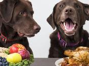 Fruits Vegetables That Perfectly Safe Dogs