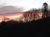Bare Trees,