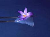 Aerogel Market: Global Trends, Share, Size, Growth, Opportunity Forecast 2018-2026