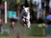 Fastest Runner Whippet
